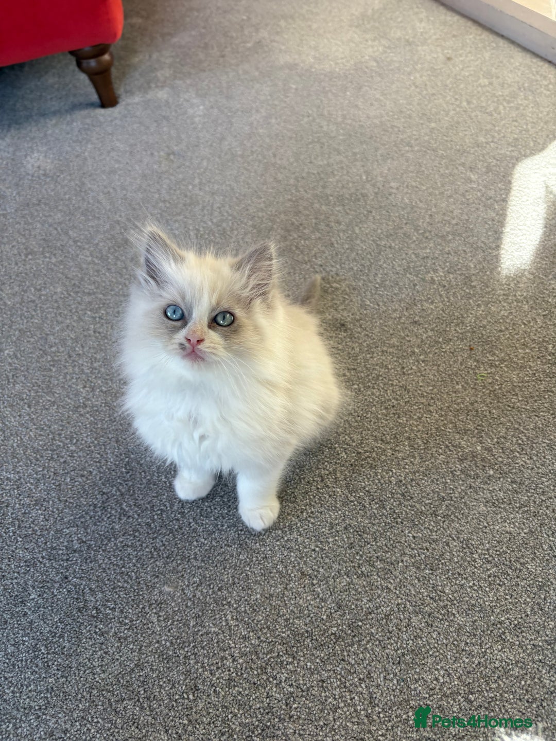 Ragdoll cats for sale: Blue GCCF pedigree Ragdoll kittens - Advert 16