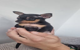Miniature Pinscher dogs for sale: Pinscher miniatures  - Image 11
