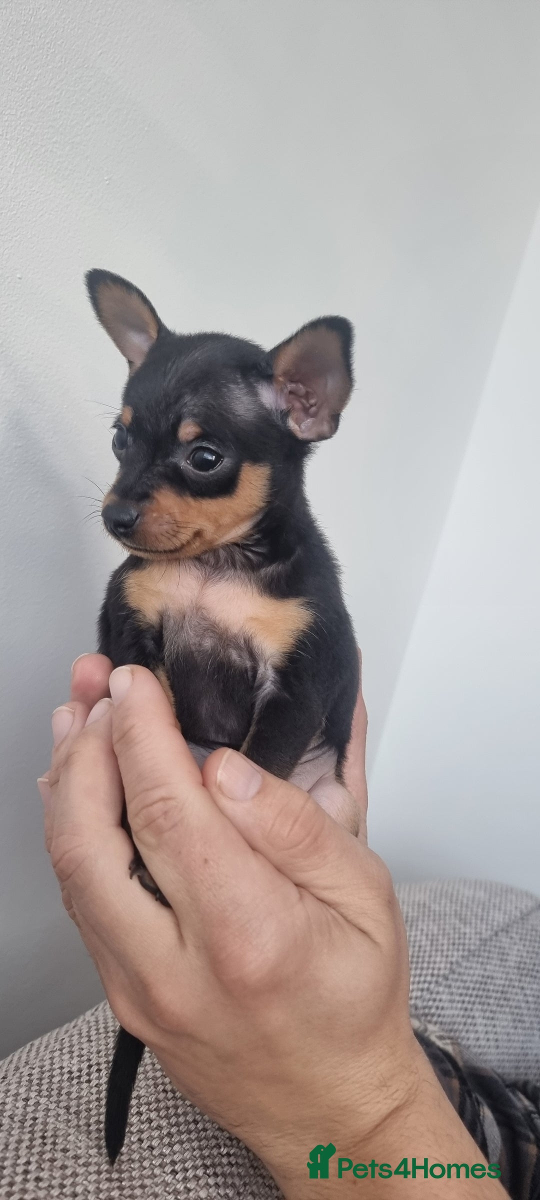 Miniature Pinscher dogs for sale: Pinscher miniatures  - Image 11