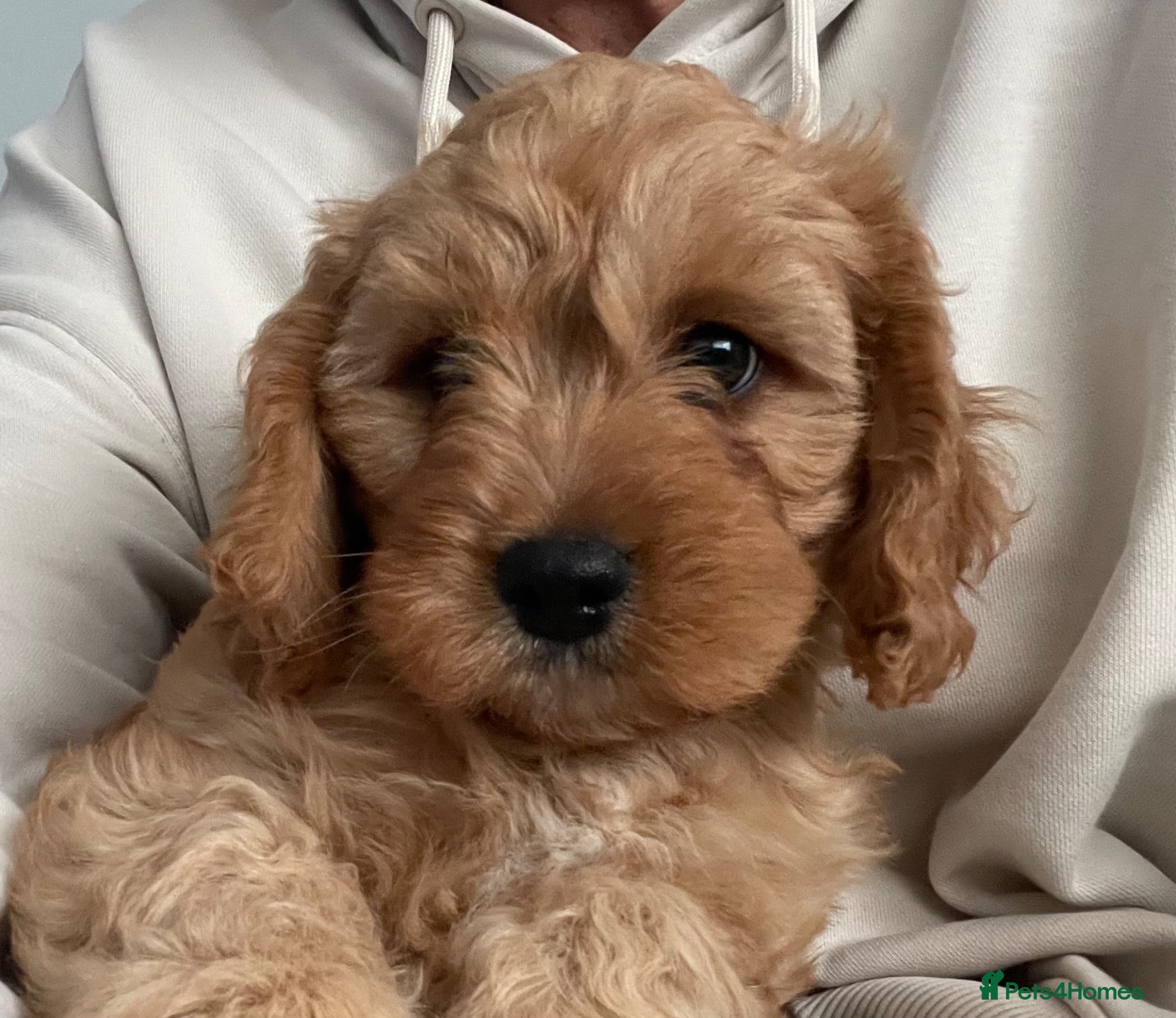 Cavapoo dogs 🐩🐶🐾FULLY HEALTH CLEAR F1 CAVAPOO🐾🐶🐩  - Advert 3