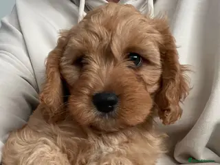 Cavapoo dogs 🐩🐶🐾FULLY HEALTH CLEAR F1 CAVAPOO🐾🐶🐩 - Advert 10