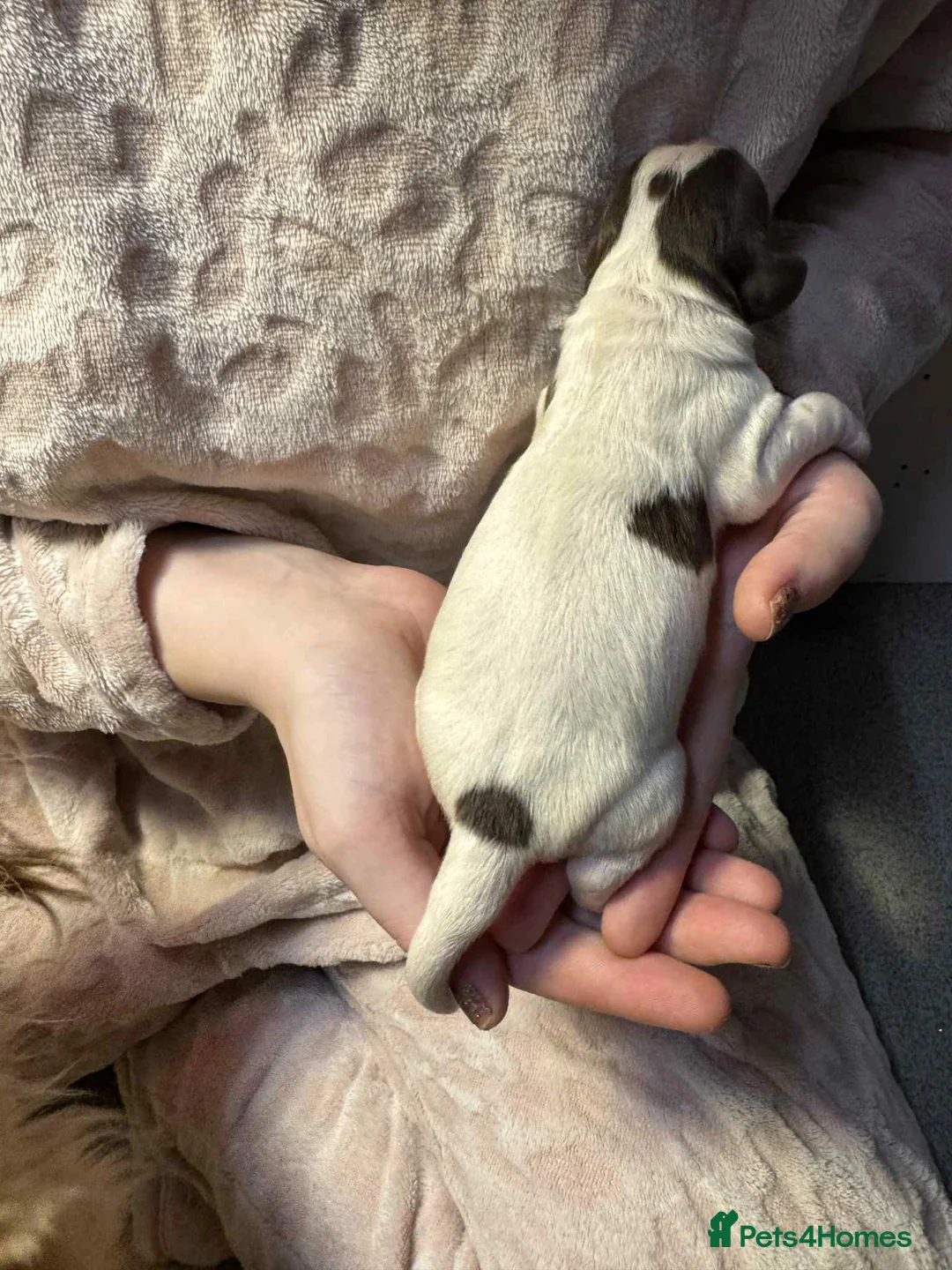 Cocker Spaniel dogs for sale: 1 BLACK MALE LEFT. Working cocker spaniel KC reg  - Advert 13