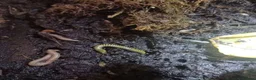 Millipedes invertebrates for sale: Adult and baby Millipedes  - Advert 3