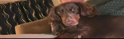 Dachshund dogs for sale: Miniature Dachshund puppies in Tamworth - Advert 6
