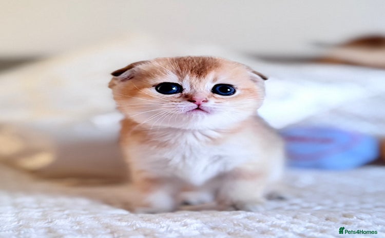 Scottish Fold cats - Advert 1