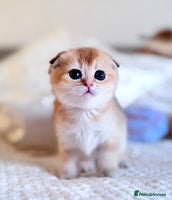Scottish Fold cats - Advert 1