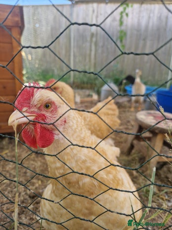 Chickens poultry - Advert 10
