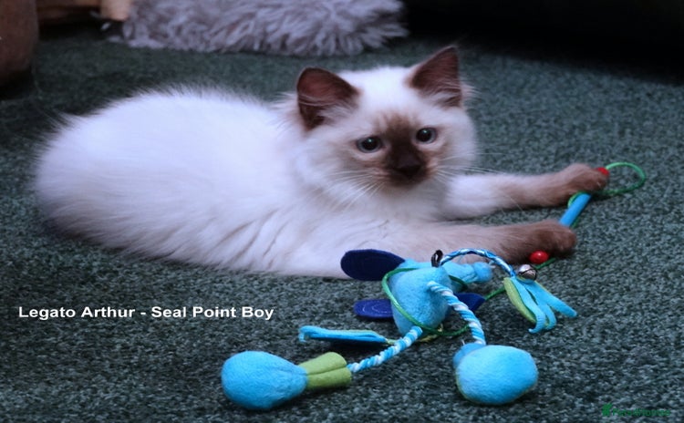 Ragdoll cats - Advert 6