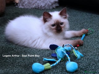 Ragdoll cats - Advert 9