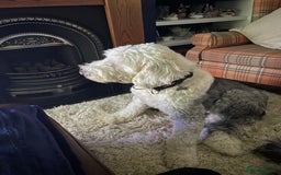 Old English Sheepdog dogs for sale: Old English puppies - Image 18
