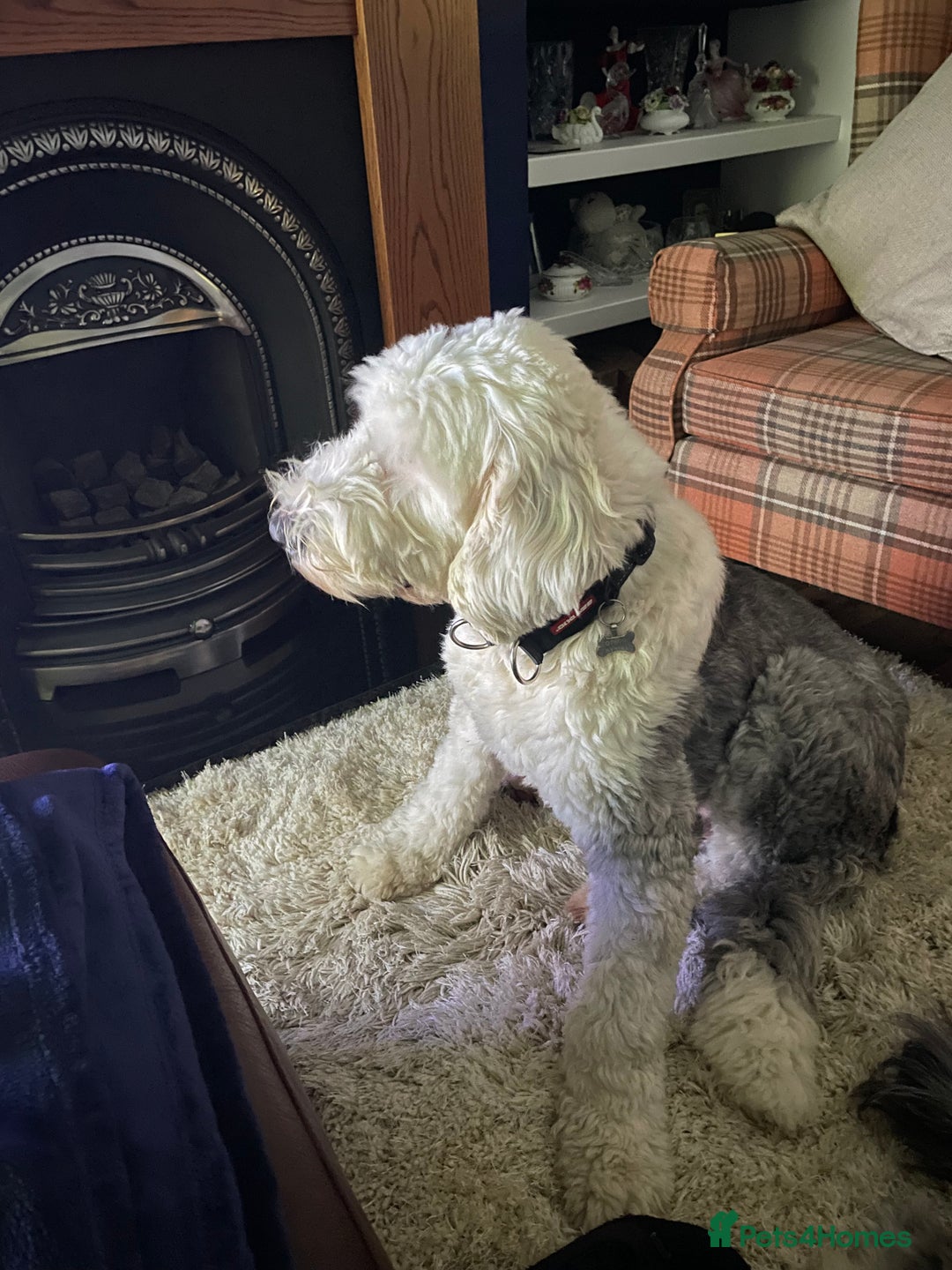Old English Sheepdog dogs for sale: Old English puppies - Image 18