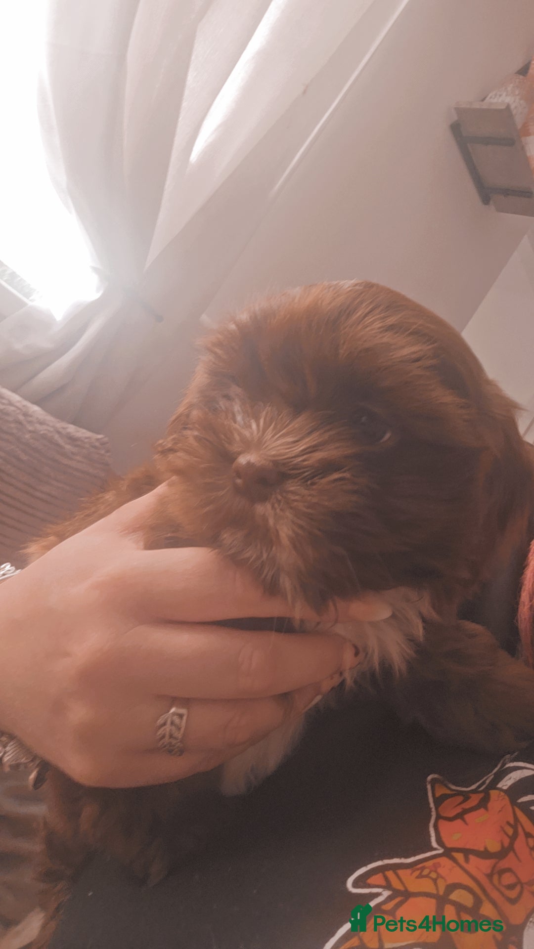Shih Tzu dogs for sale: Shih tzu puppies - Advert 4
