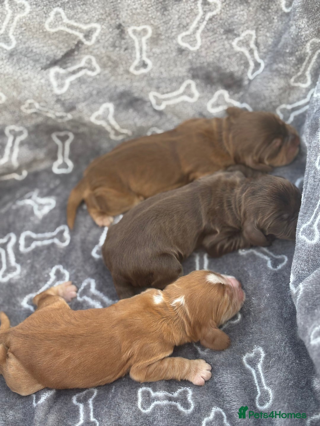 Cocker Spaniel dogs for sale: Show cocker spanials - Image 5