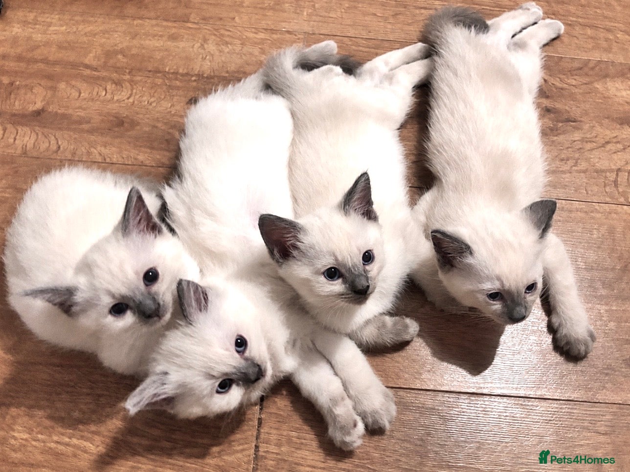 Ragdoll cats Beautiful pure ragdoll kittens  - Advert 17