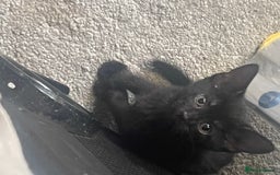 British Shorthair cats for sale: Kittens ready to go  - Image 8