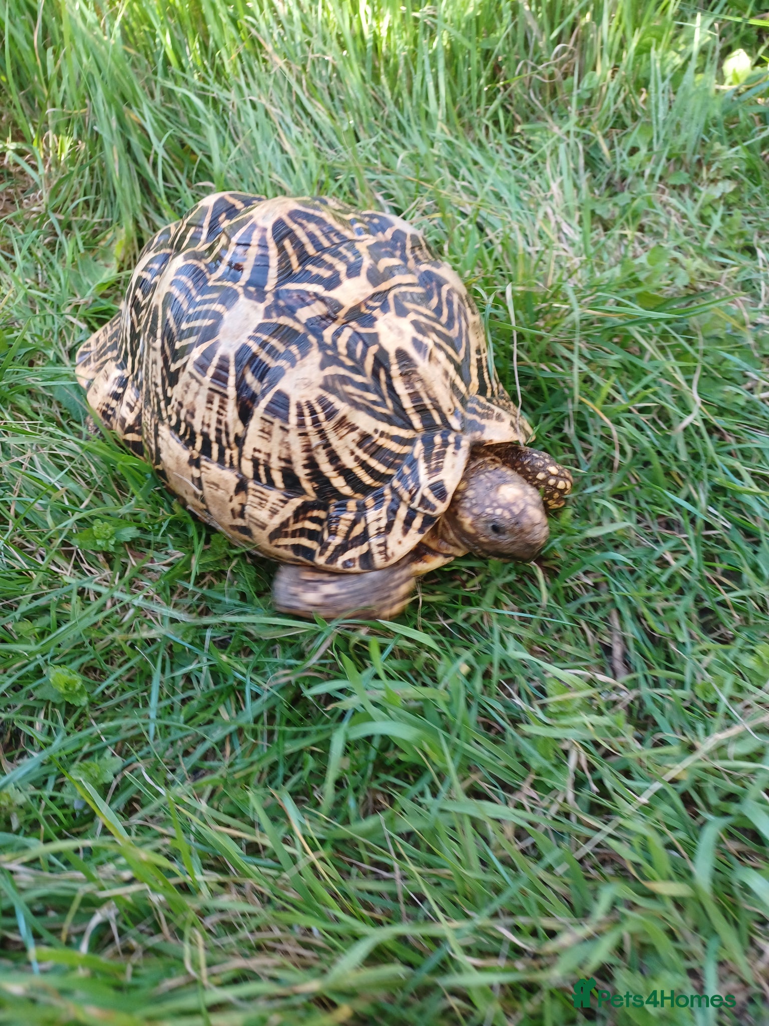 Tortoise reptiles Adult Breeding FEMALE INDIAN STAR TORTOISE  - Advert 11