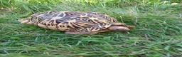 Tortoise reptiles for sale: Adult Breeding FEMALE INDIAN STAR TORTOISE  - Advert 1