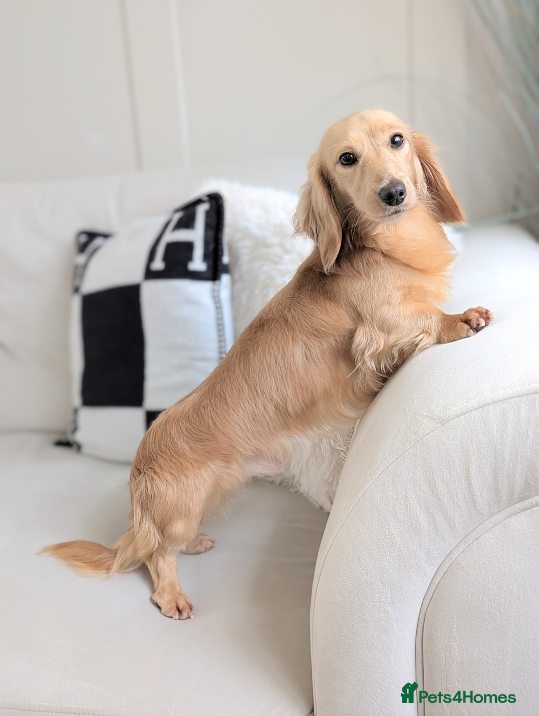 Miniature Dachshund dogs for sale: Leonard English cream longhaired  - Advert 5