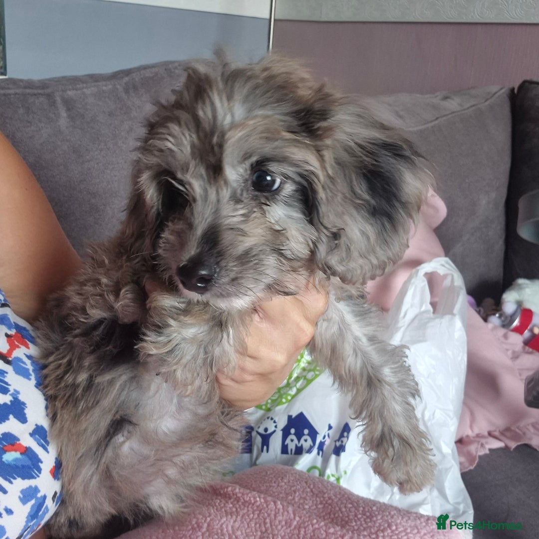 Cockapoo dogs for sale: Cockerpoos 1 boys left DROPPED 650 - Image 17