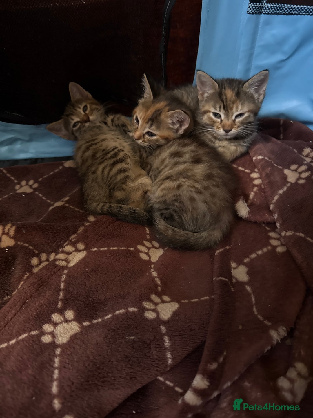 Maine Coon cats for sale: Beautiful Maine coone/bengal - Image 3