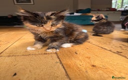 Mixed Breed cats for sale: Mixed Exotic Female Kittens - Image 2
