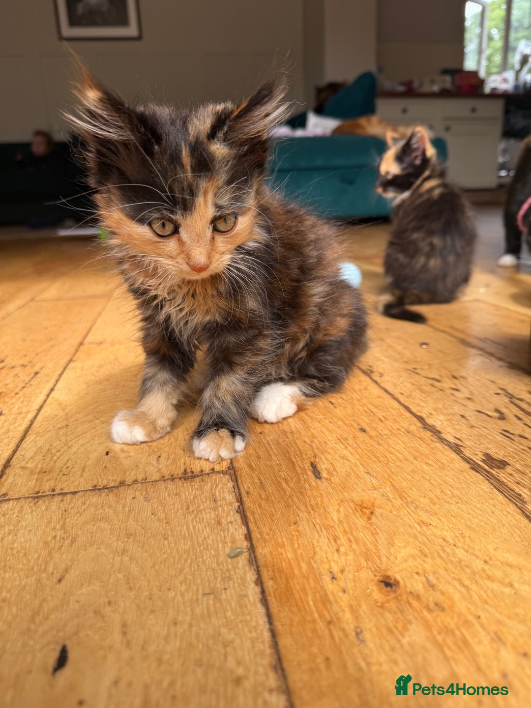 Mixed Breed cats for sale: Mixed Exotic Female Kittens - Image 2