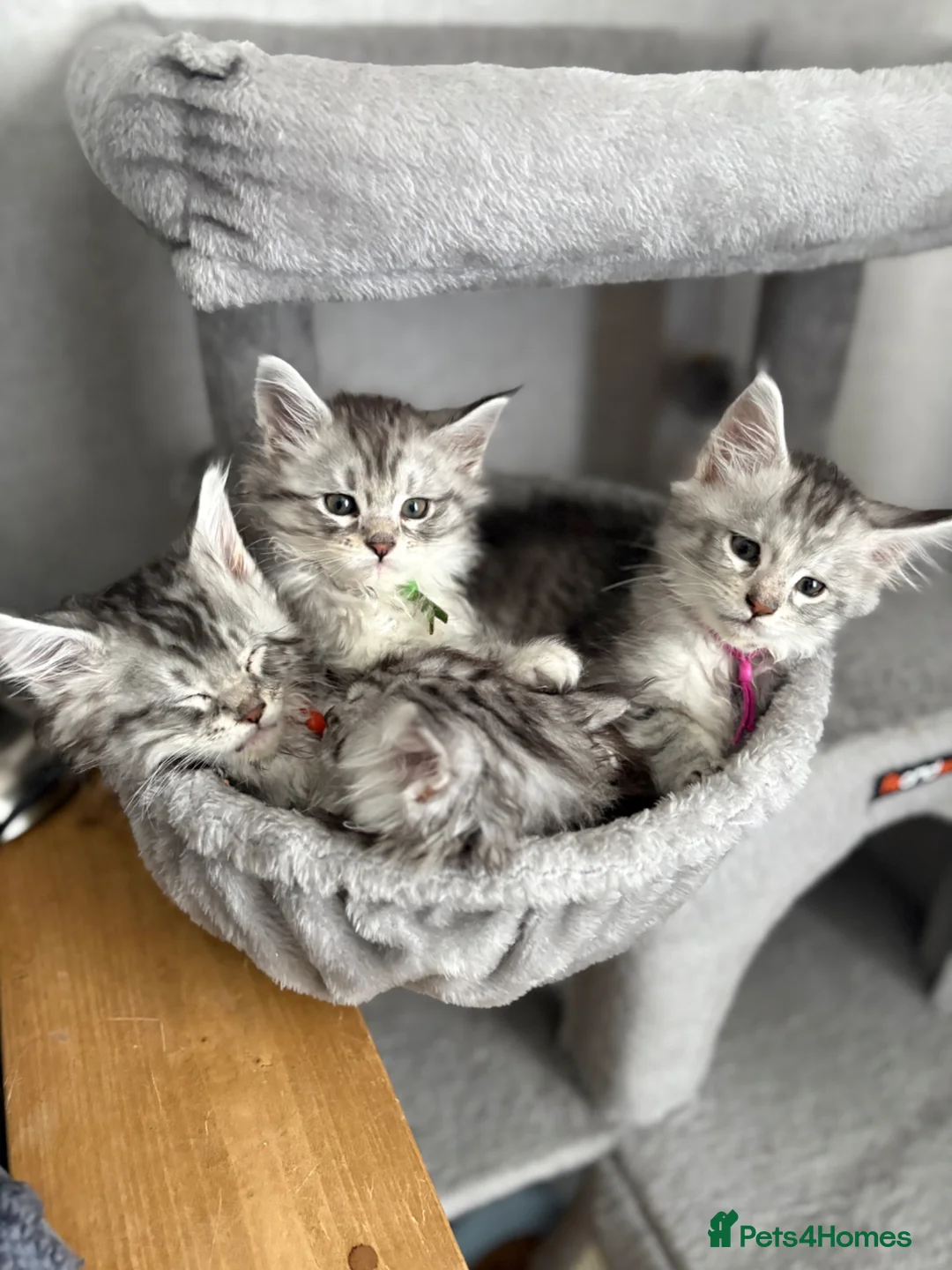 Maine Coon cats for sale: Beautiful Pedigree Maine Coon Kittens - Advert 2