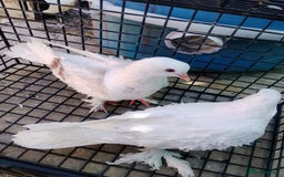 Pigeons birds for sale: Pigeon and chicken for sale - Image 20
