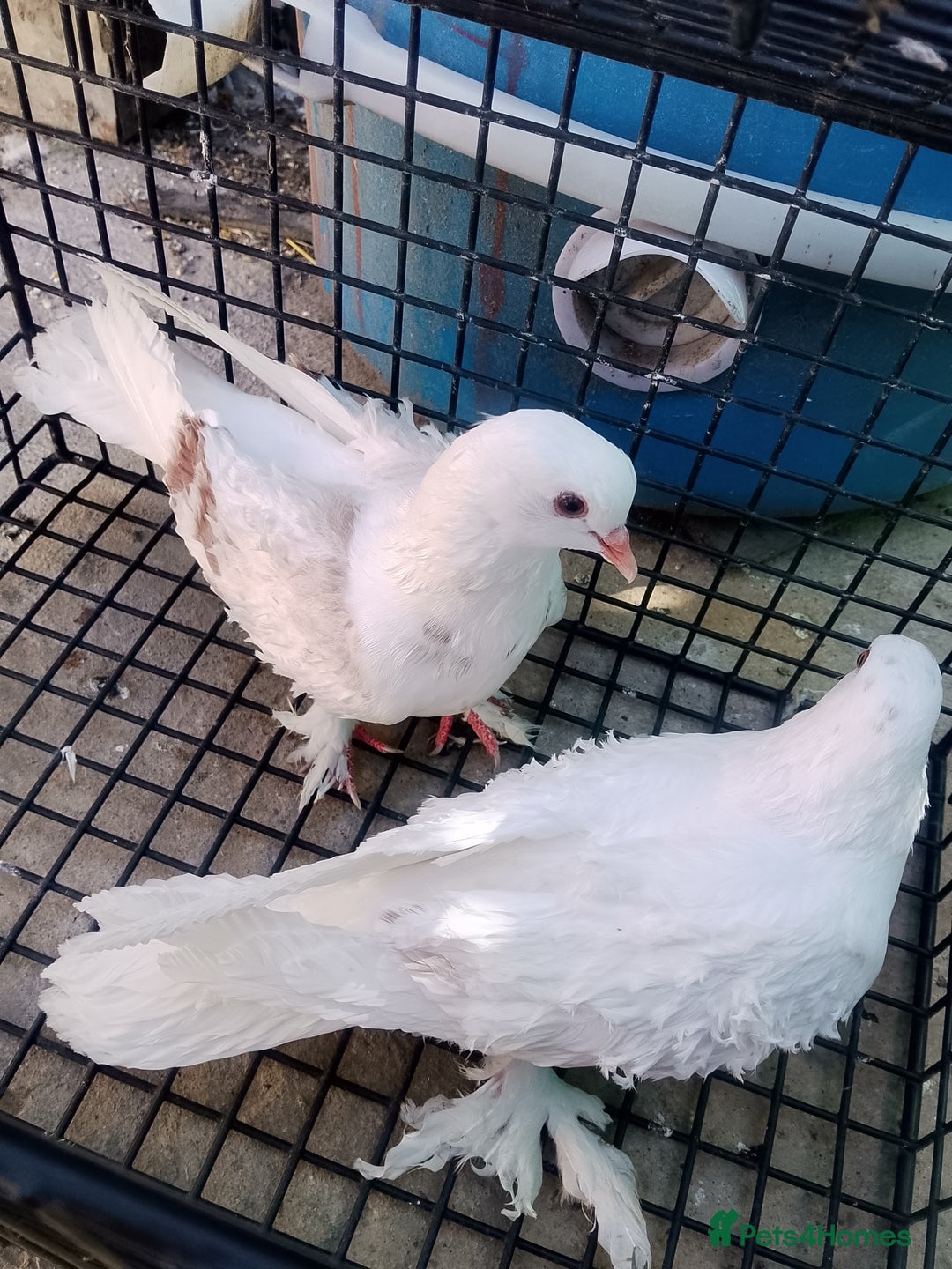 Pigeons birds for sale: Pigeon and chicken for sale - Image 20