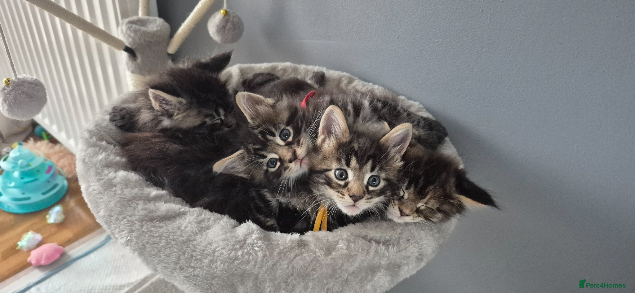 Maine Coon cats Gorgeous Maine Coons  - Advert 1