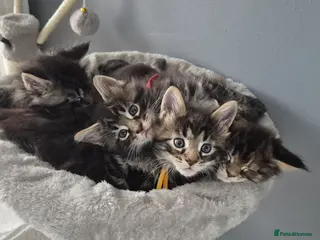 Maine Coon cats Gorgeous Maine Coons - Advert 2