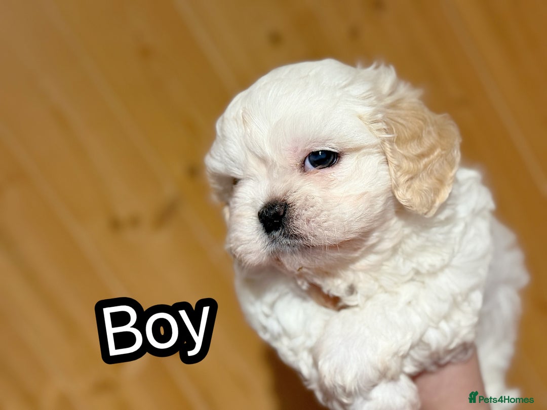Maltese dogs for sale: Maltese puppies  - Advert 4
