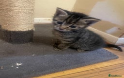 Domestic Shorthair cats for sale: Beautiful litter of kittens for sale  - Image 7