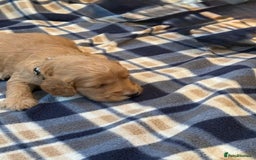 Cockapoo dogs for sale: Beautiful Golden Cockerpoo Puppies 2 Girl & 4 Boy - Image 21