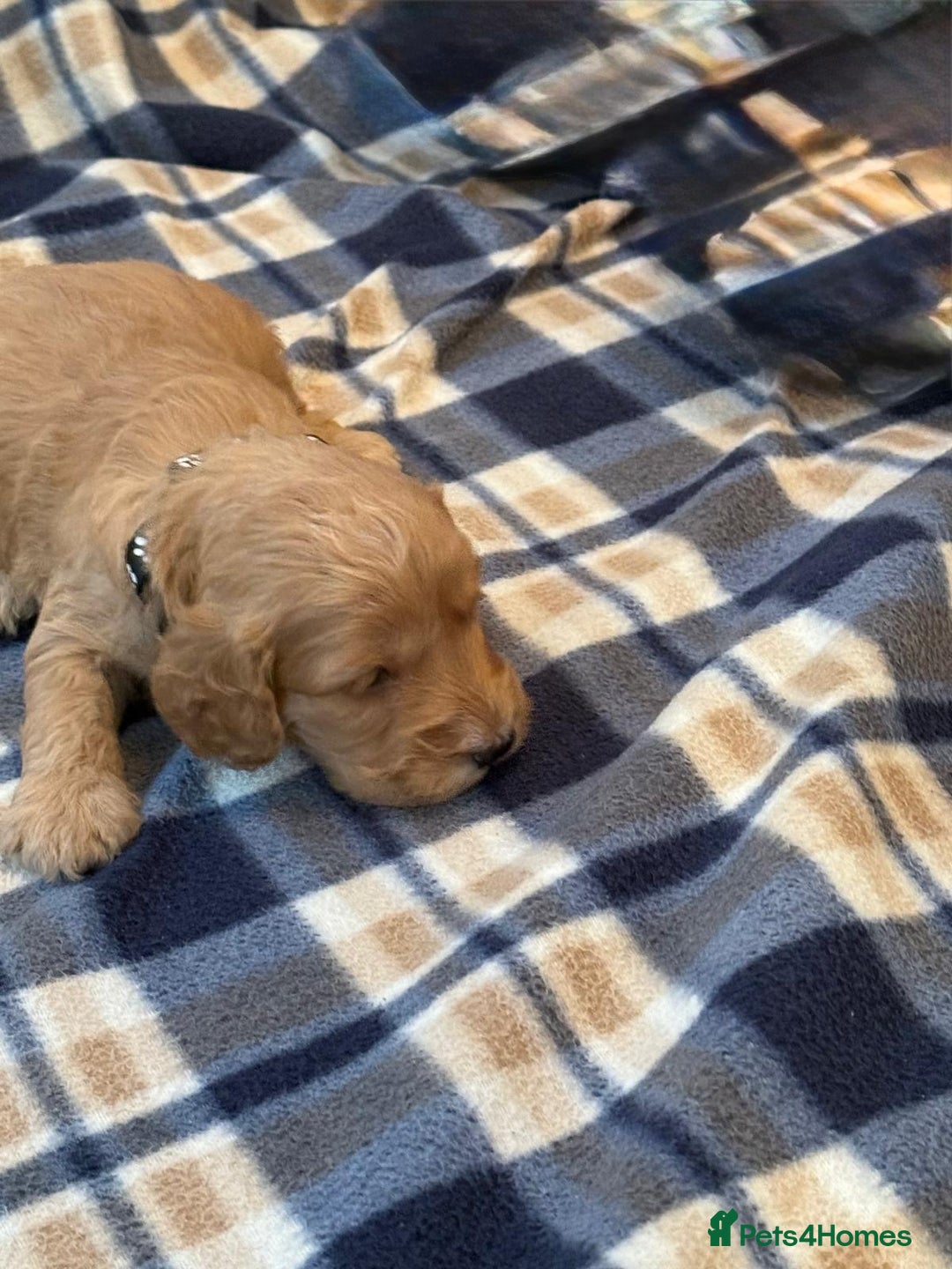 Cockapoo dogs for sale: Beautiful Golden Cockerpoo Puppies 2 Girl & 4 Boy - Image 21