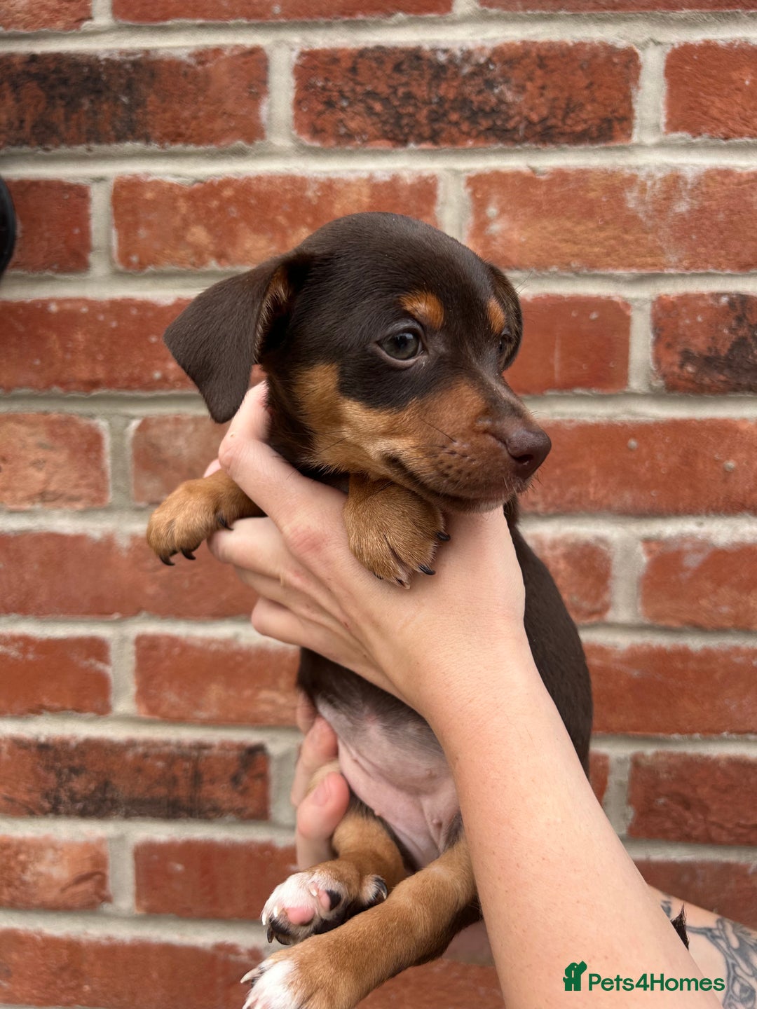 Jack Russell dogs for sale: READY NOW - beautiful tiny choc babies! 1 girly  - Image 36