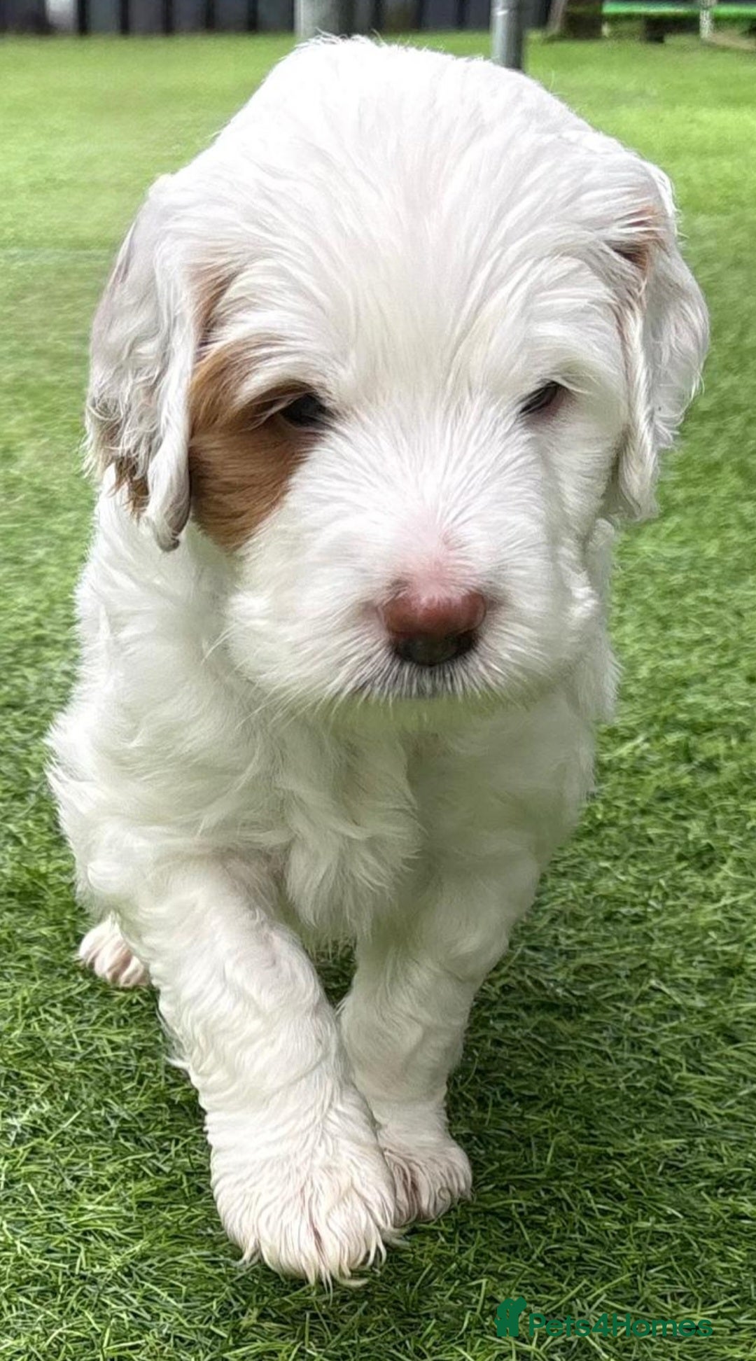 Australian Labradoodle dogs for sale: Australian Labradoodle Puppies  - Image 25