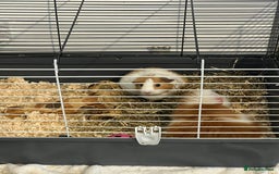 Guinea Pig rodents for sale: 2 female guinea pigs  - Advert 2