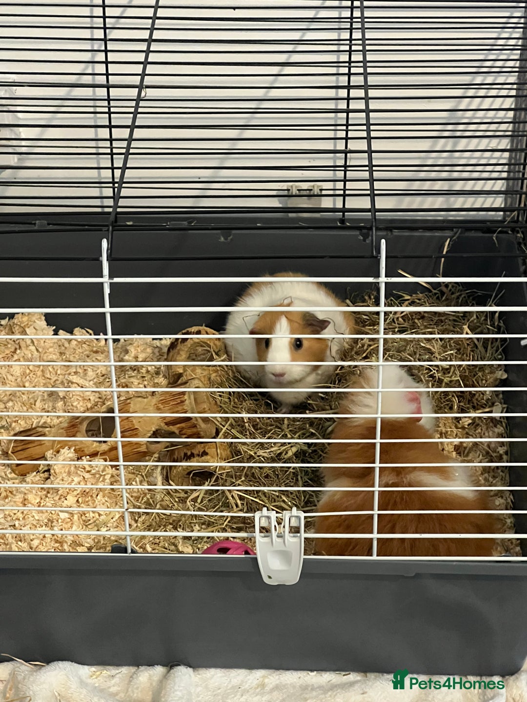 Guinea Pig rodents for sale: 2 female guinea pigs  - Advert 2