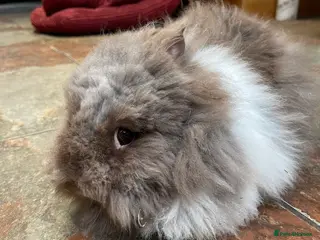 Lionhead rabbits Purebred double maned lionhead for rehoming - Advert 4