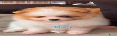 Pomeranian 1