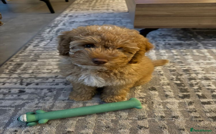 Cockapoo dogs - Advert 1