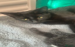 Domestic Shorthair cats for sale: Kittens for rehoming available on the 12th Dec - Advert 2