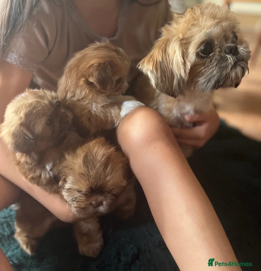 Shih Tzu dogs for sale: American imperial shihtzu  in Bishop's Stortford - Advert 2