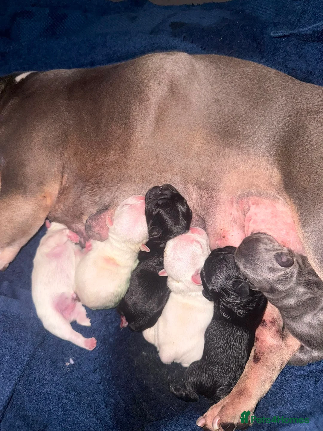 French Bulldog dogs for sale: French bulldog puppies - Advert 3
