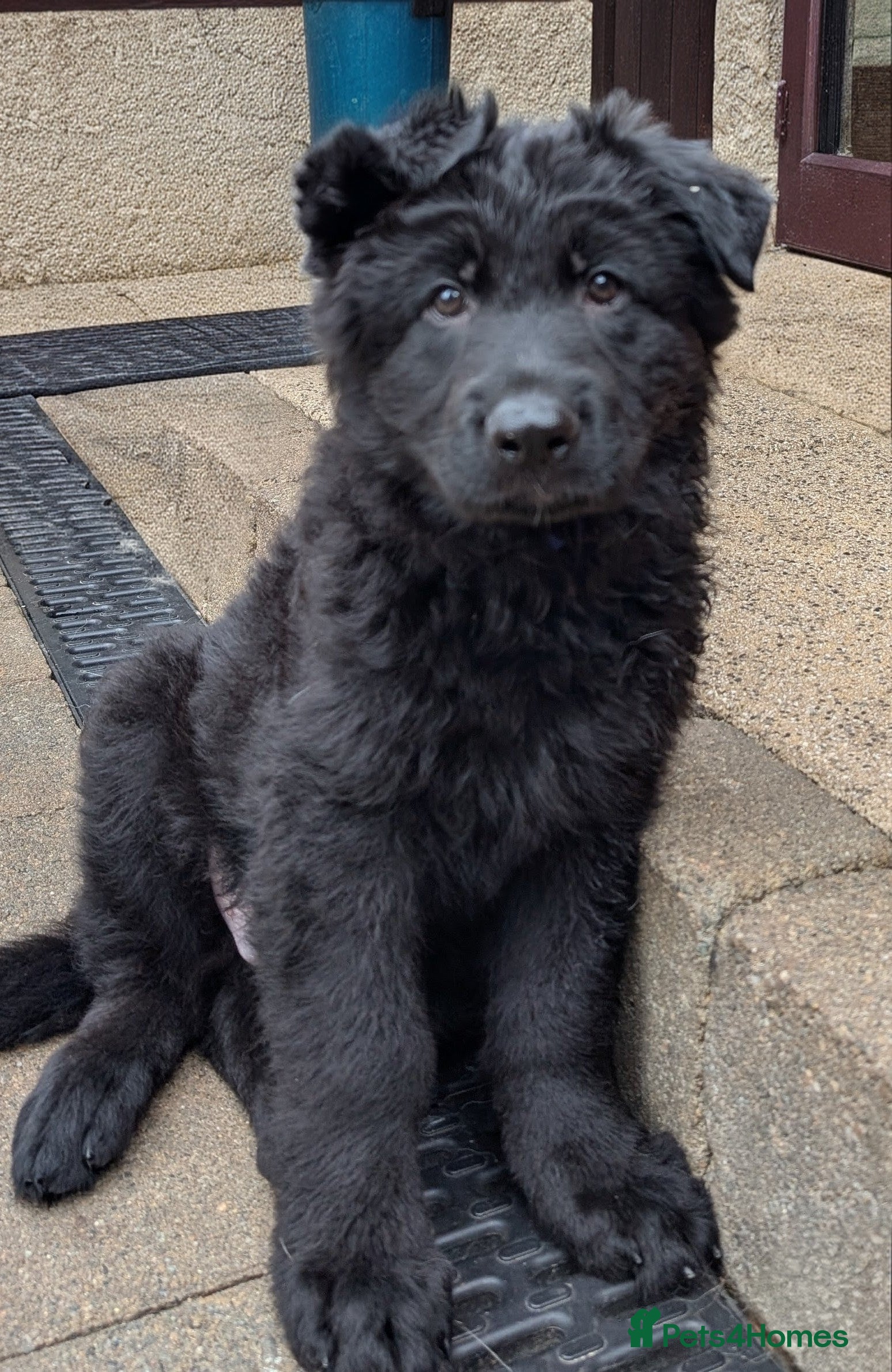 German Shepherd dogs Beautiful longhaired German Shepherds - Advert 3