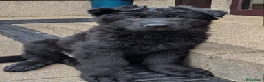 German Shepherd 1