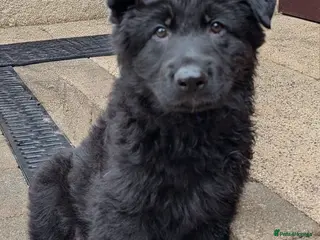 German Shepherd dogs Beautiful longhaired German Shepherds - Advert 3