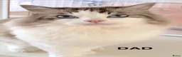 Ragdoll cats for sale: GCCF ACTIVE (FOR BREEDING) SEAL POINT MITTED GIRL - Advert 12