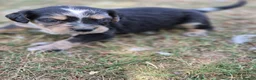Mixed Breed dogs for sale: Dakota Sport Retriever (Special Colours) - Advert 5